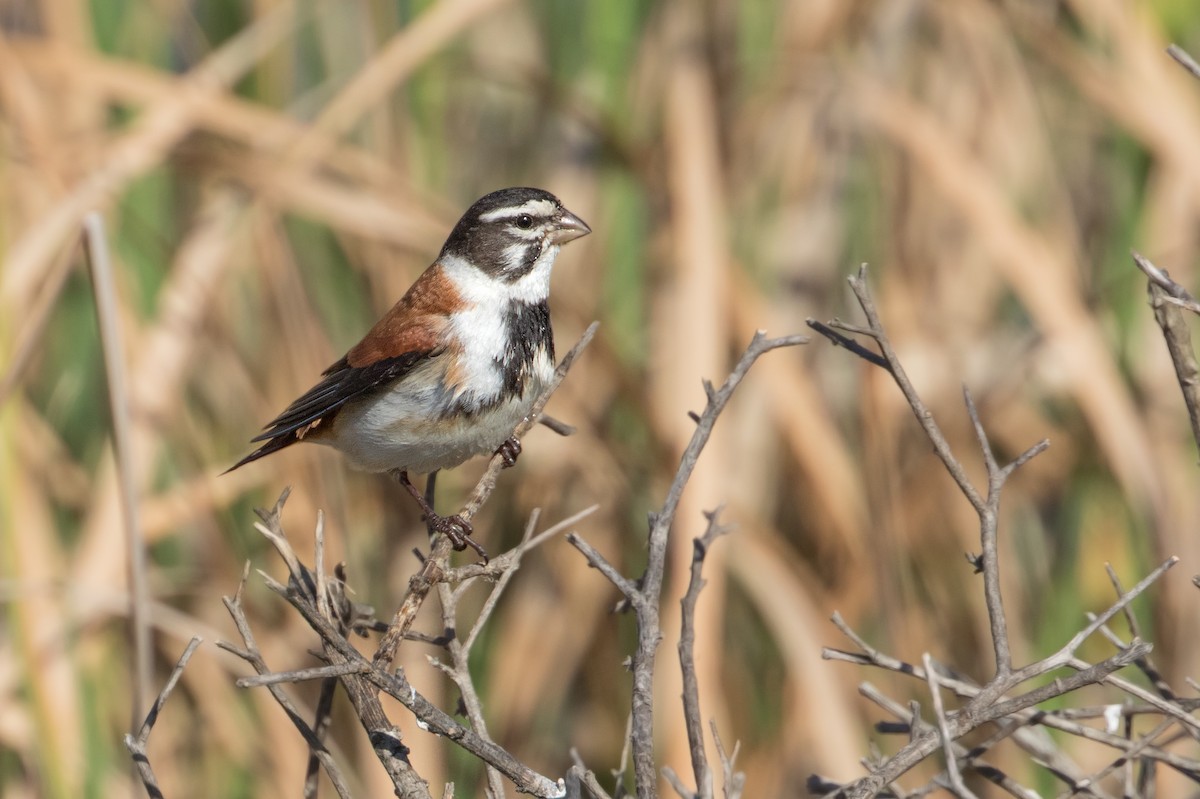 Black-headed Canary (Damara) - ML346548621