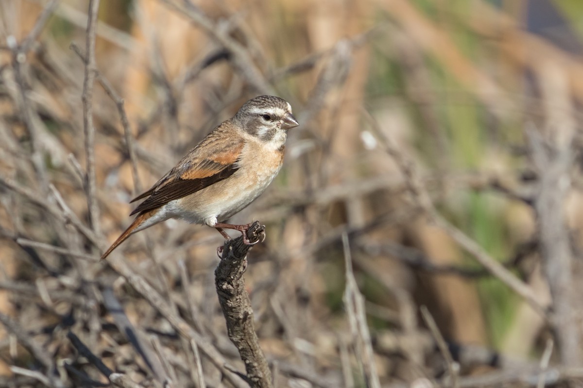 Black-headed Canary (Damara) - ML346548651