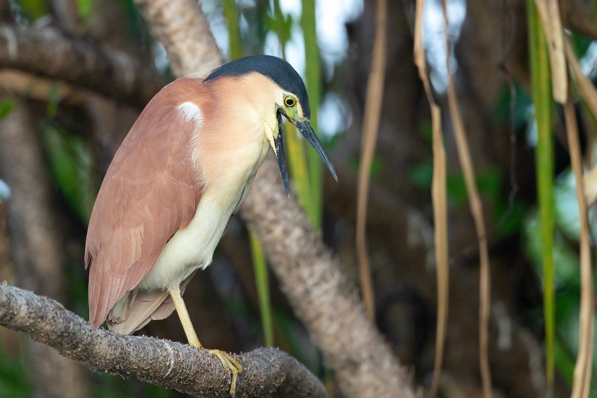 Nankeen Night Heron - David Irving