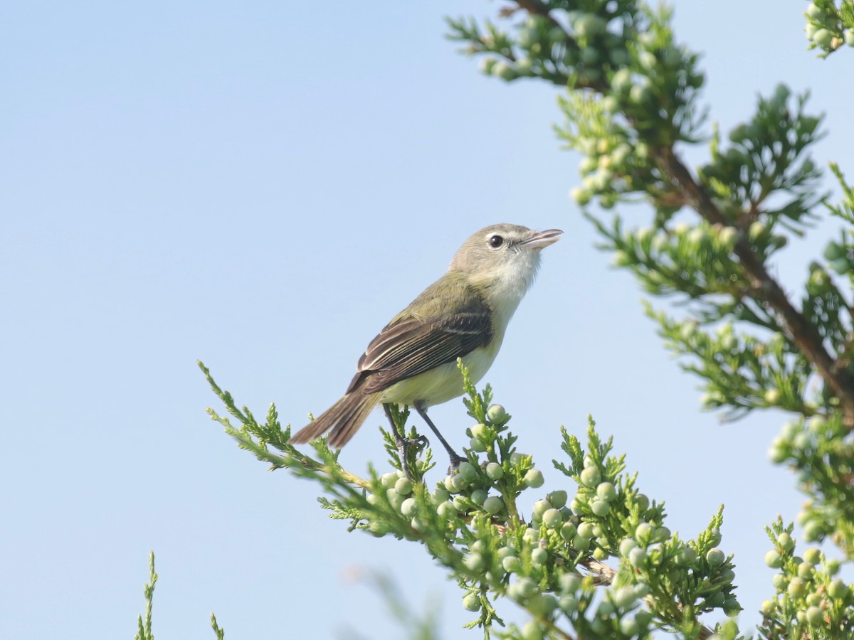 Bell's Vireo - Paul Jacyk