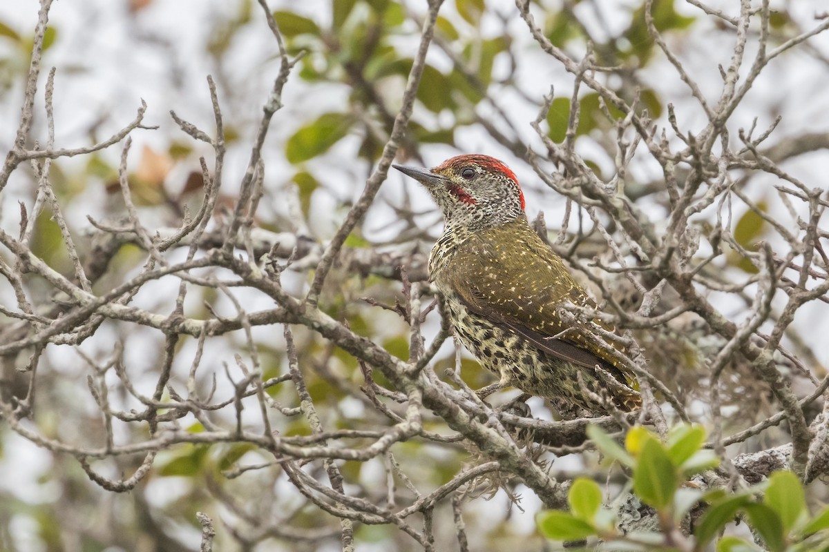 Knysna Woodpecker - ML346550861