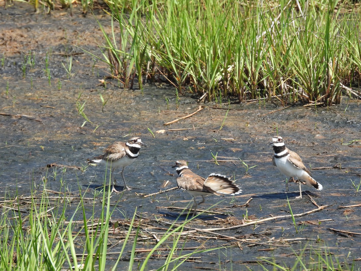 Крикливый зуёк - ML346551941