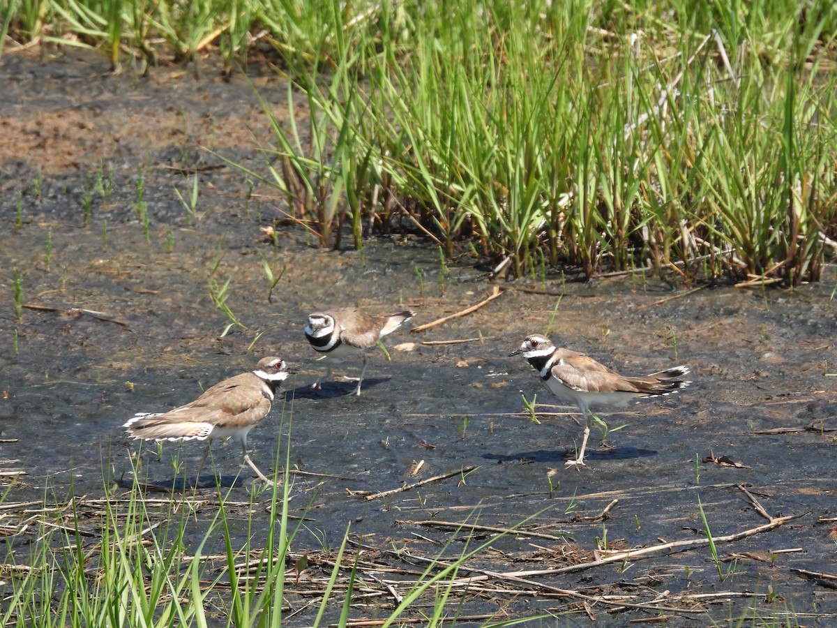 Крикливый зуёк - ML346551951