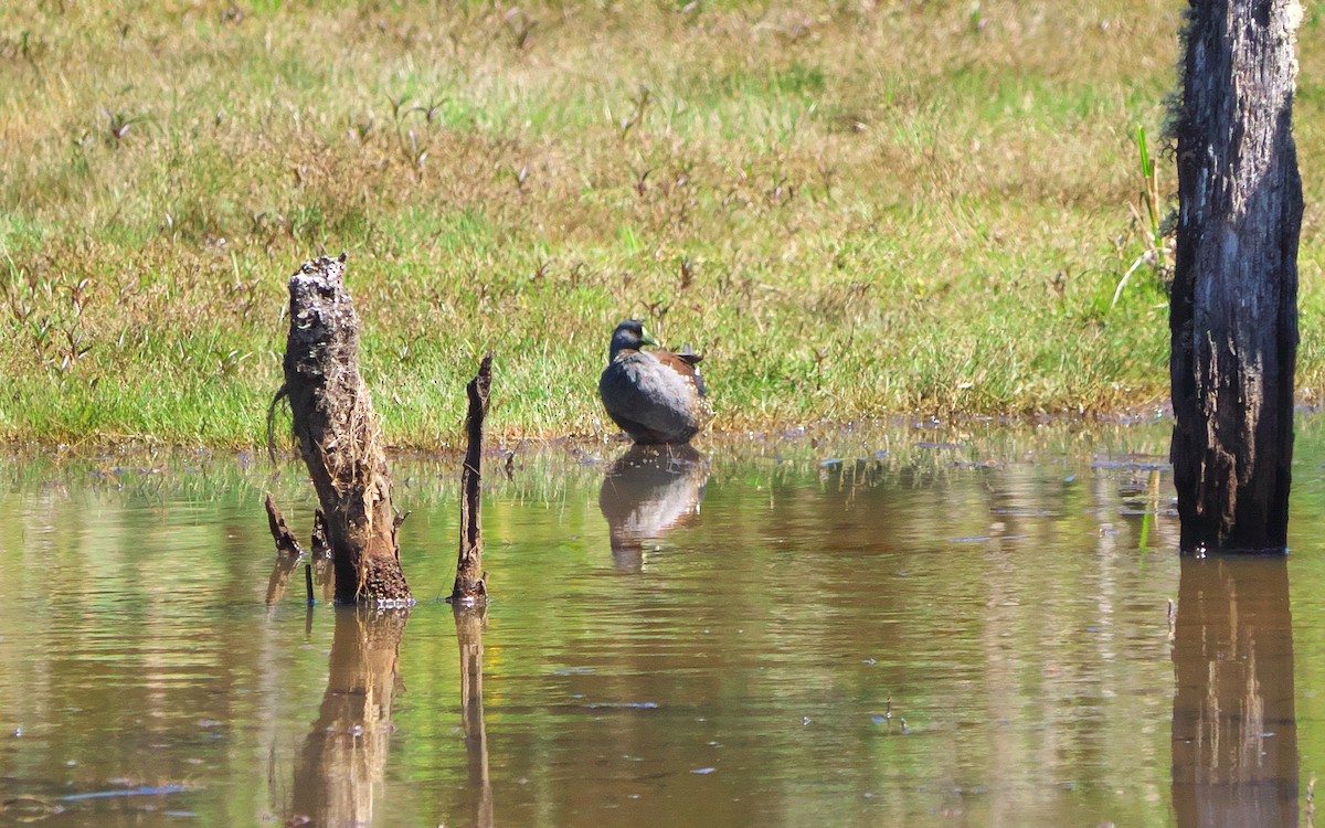 Spot-flanked Gallinule - ML34655301