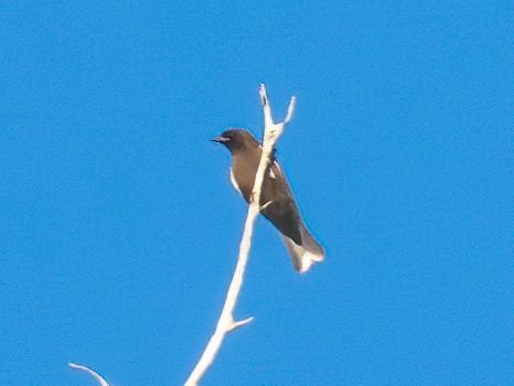Little Woodswallow - Rodney Appleby