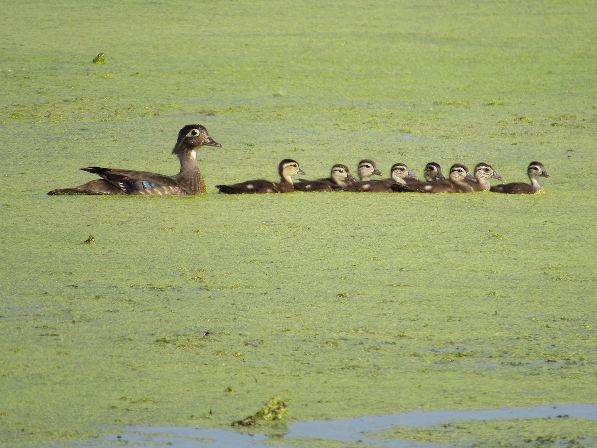 Wood Duck - Lisa Reid