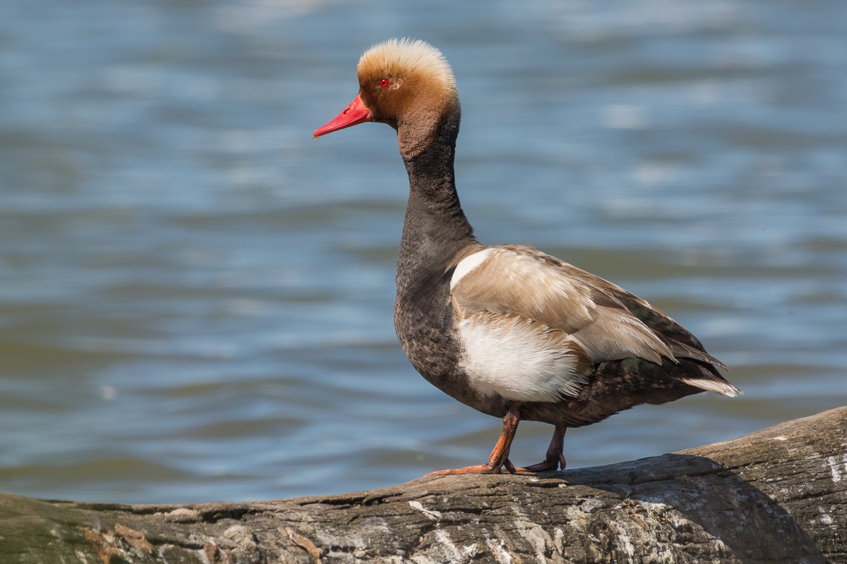 アカハシハジロ - ML346555461