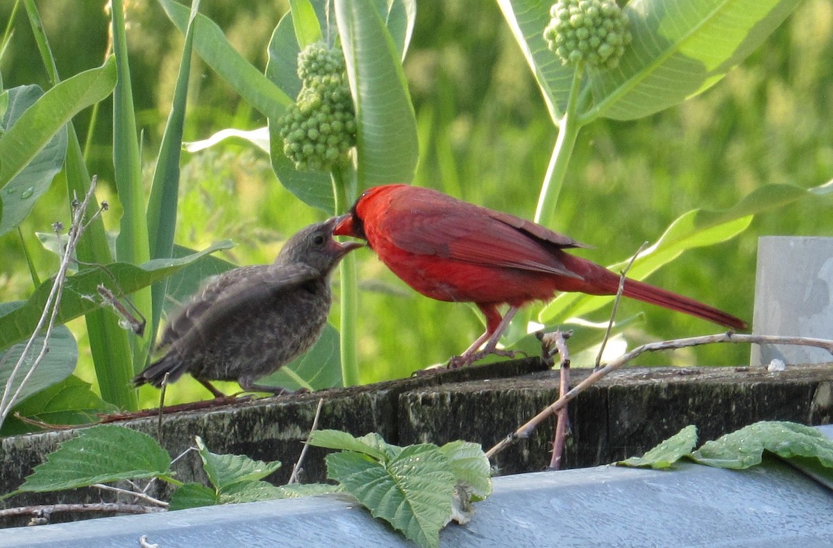 Northern Cardinal - Lisa Reid