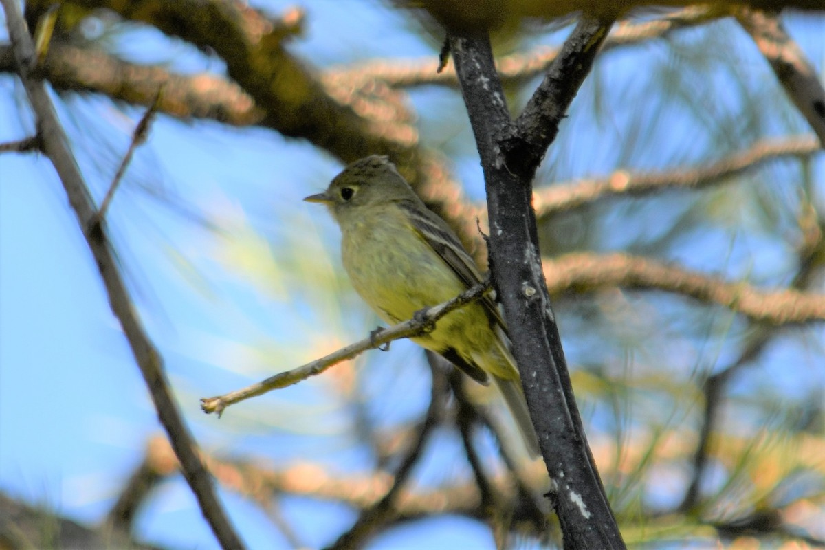 Western Flycatcher (Cordilleran) - ML346556081