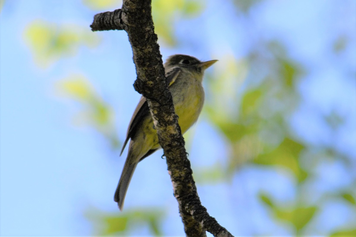 Western Flycatcher (Cordilleran) - ML346556171