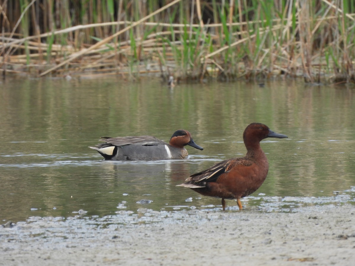 Green-winged Teal - ML346557261