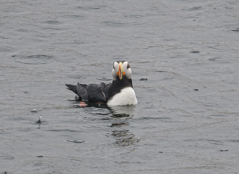 Horned Puffin - ML346557491