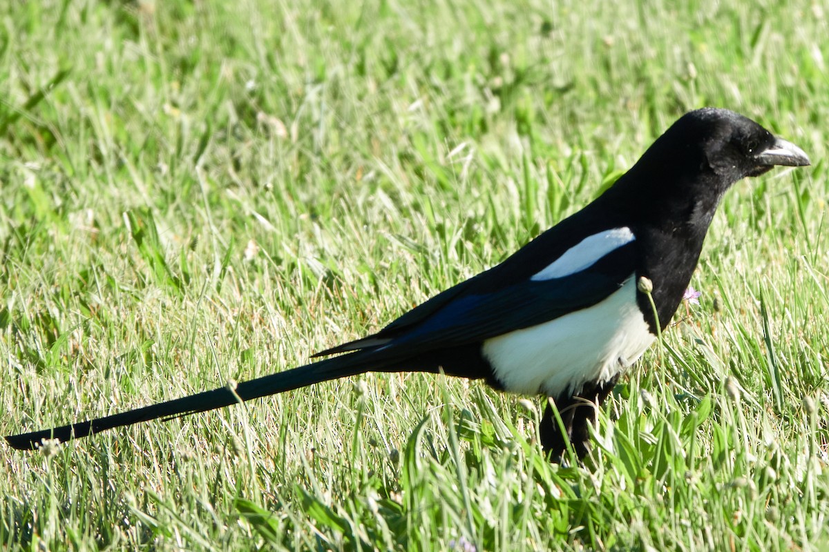 Black-billed Magpie - ML346560121