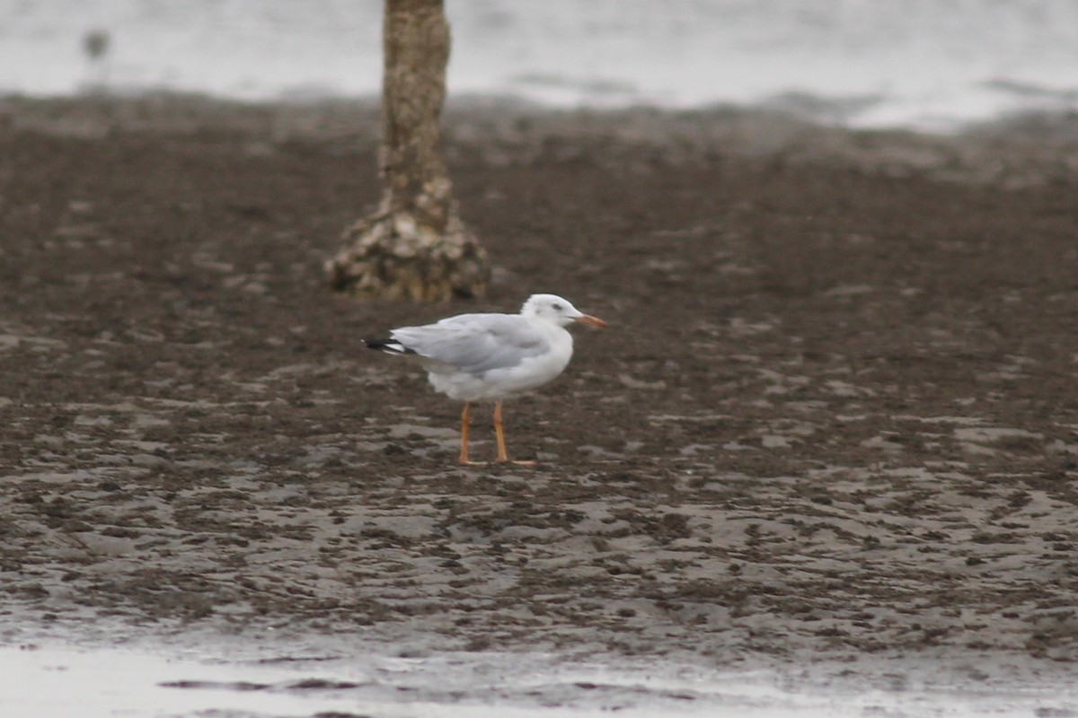 Slender-billed Gull - ML34656221