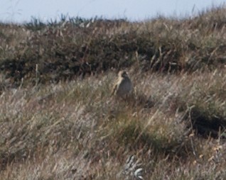 Australian Pipit - Murray DELAHOY