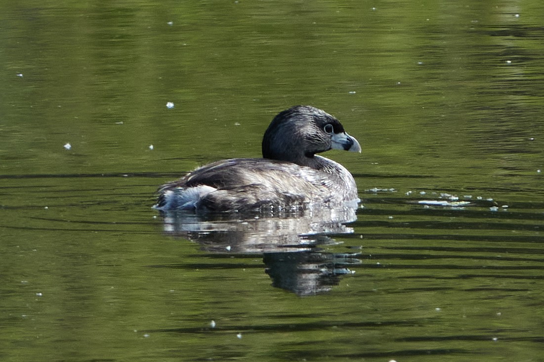 Pied-billed Grebe - ML346563601