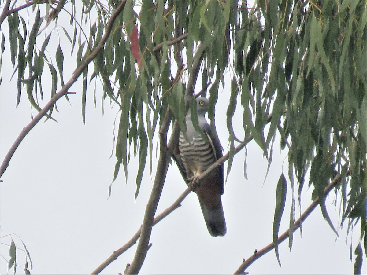 Pacific Baza - ML346564301