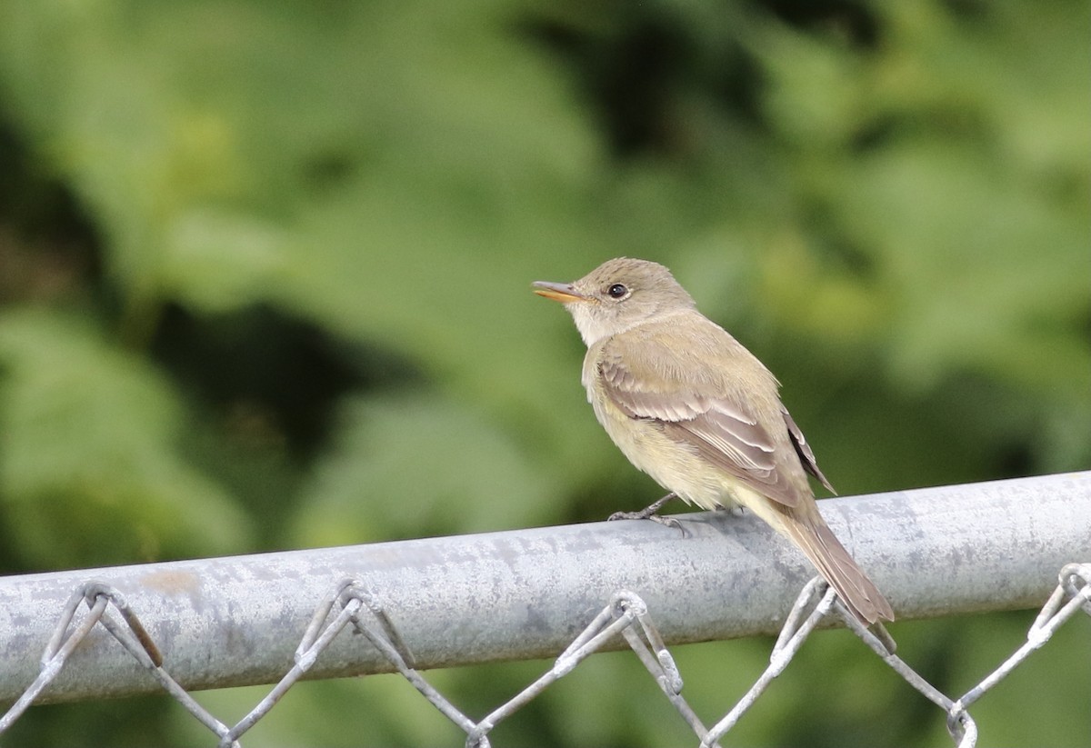 Willow Flycatcher - ML346565971