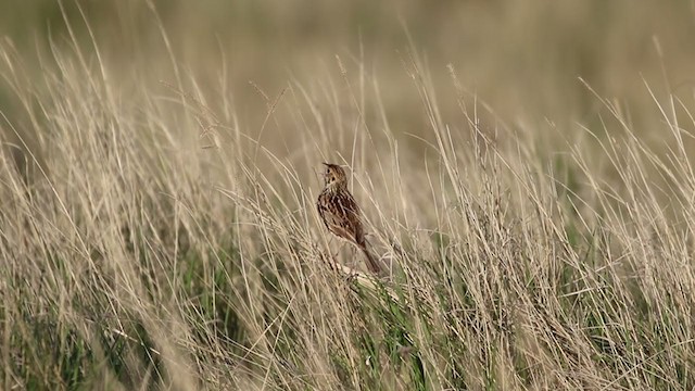 Baird's Sparrow - ML346567091