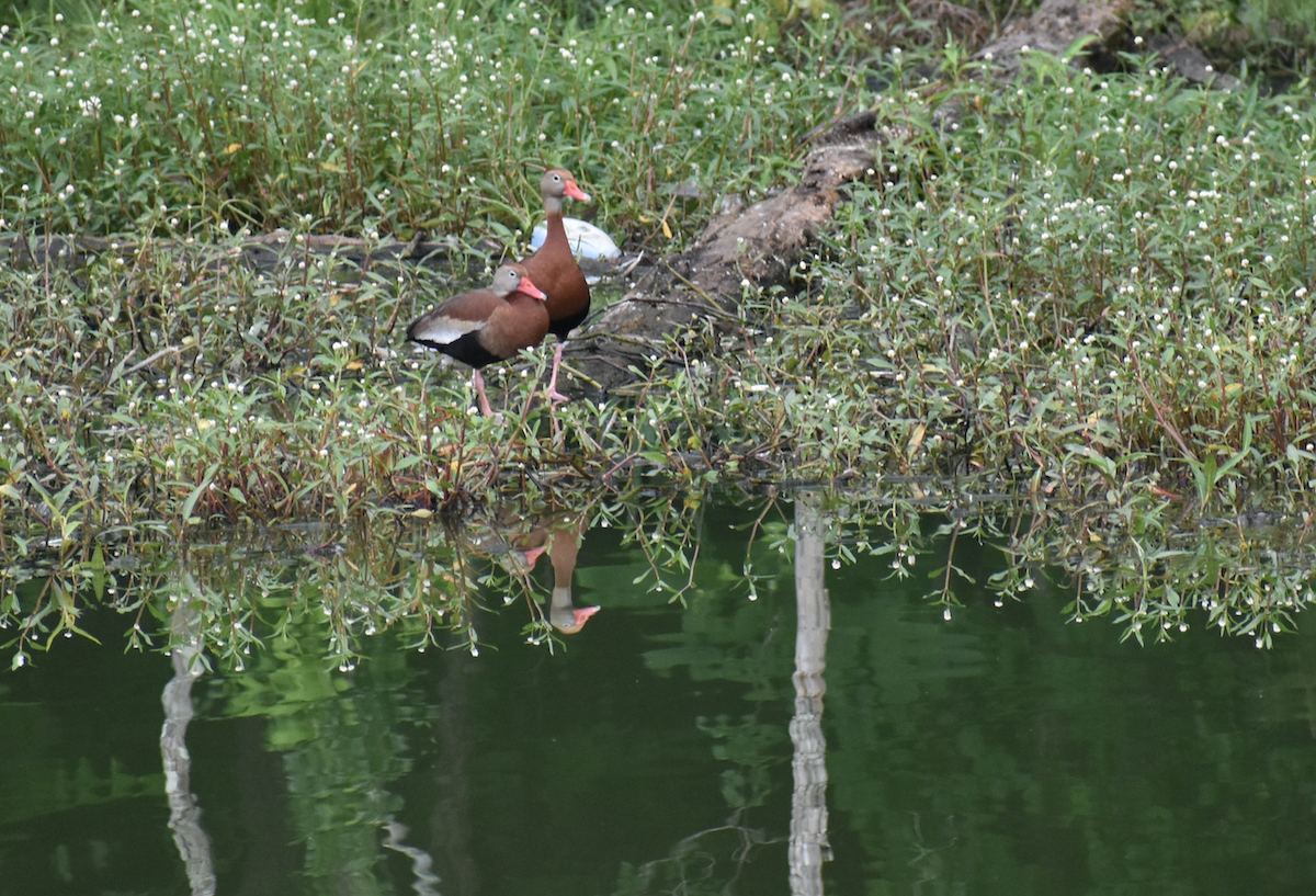 Black-bellied Whistling-Duck - ML346568131