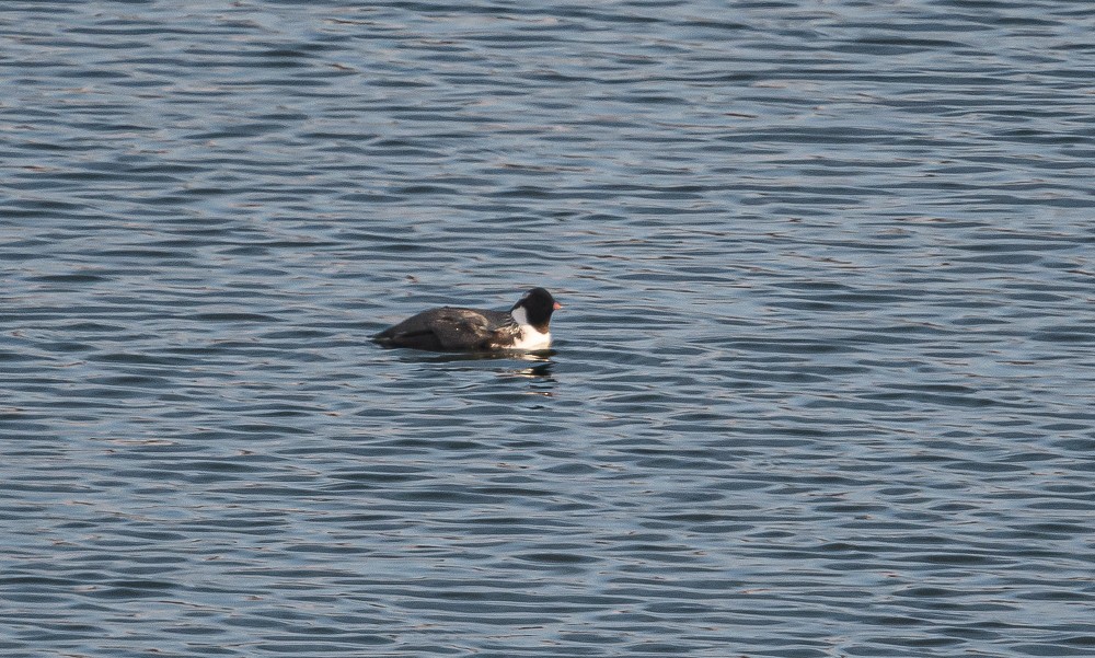 Ancient Murrelet - Bert Filemyr