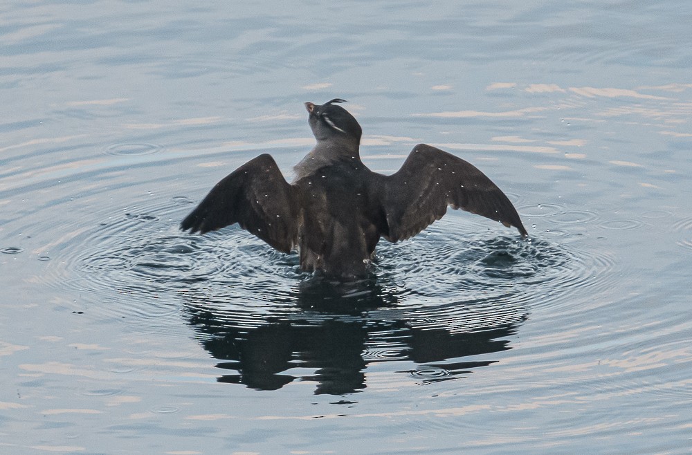 Whiskered Auklet - ML346569031