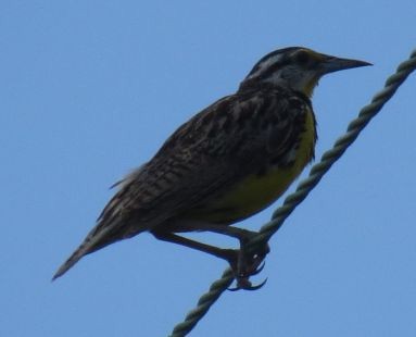 Eastern Meadowlark - John Marshall