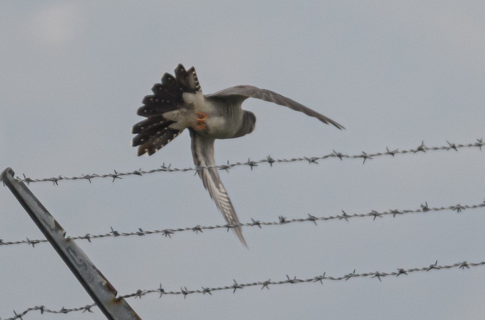 Common Cuckoo - ML346570271