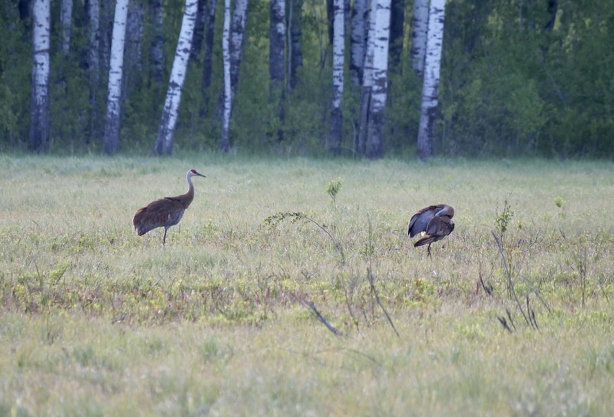 Sandhill Crane - ML346571651