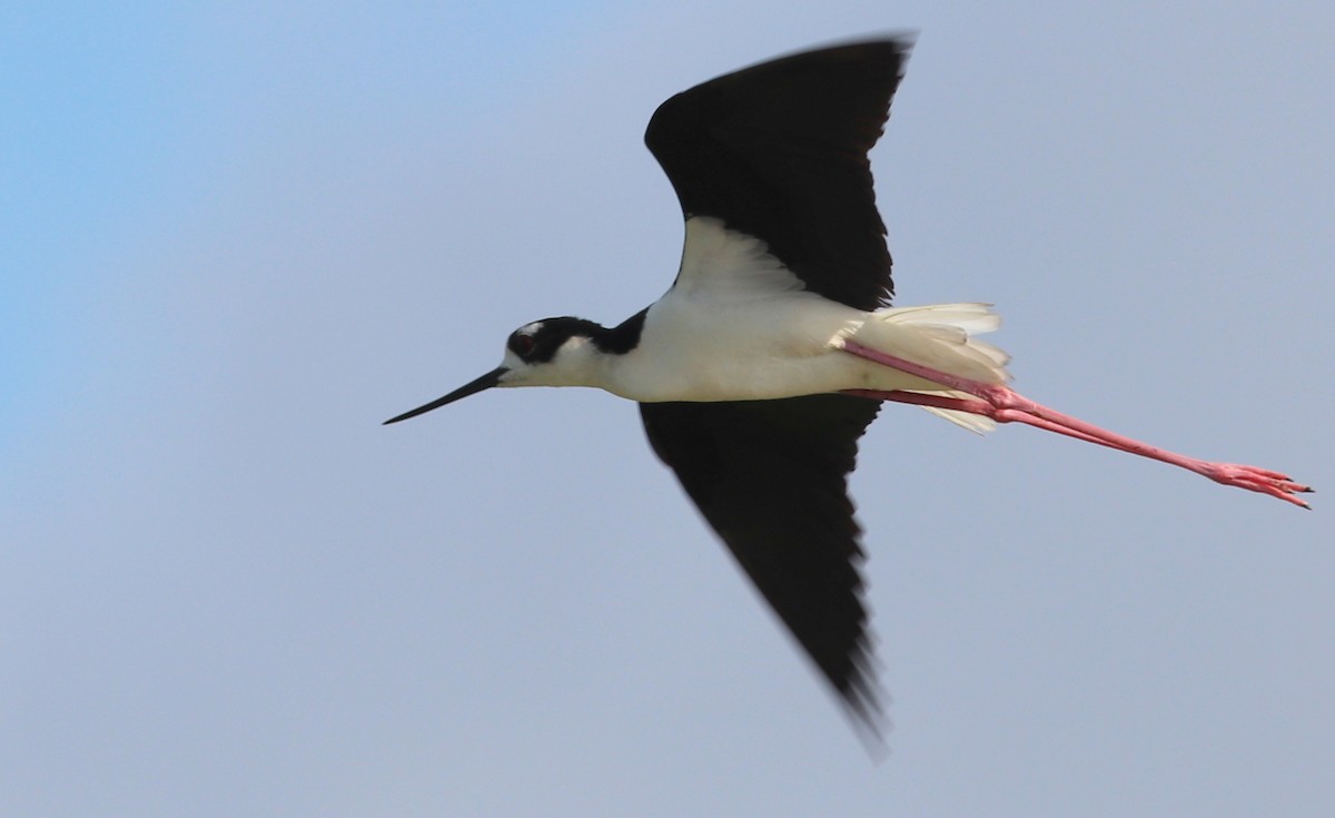 Black-necked Stilt - Gary Leavens