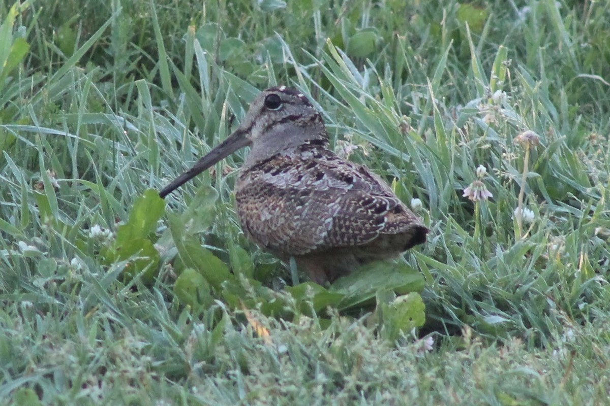 American Woodcock - ML346572951