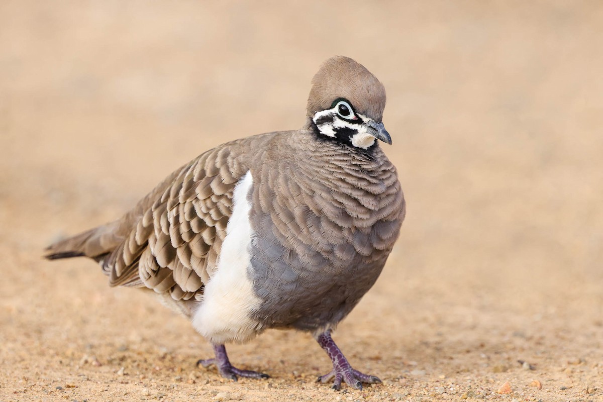 Squatter Pigeon - ML346574581