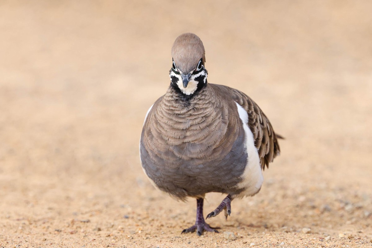 Squatter Pigeon - Ged Tranter