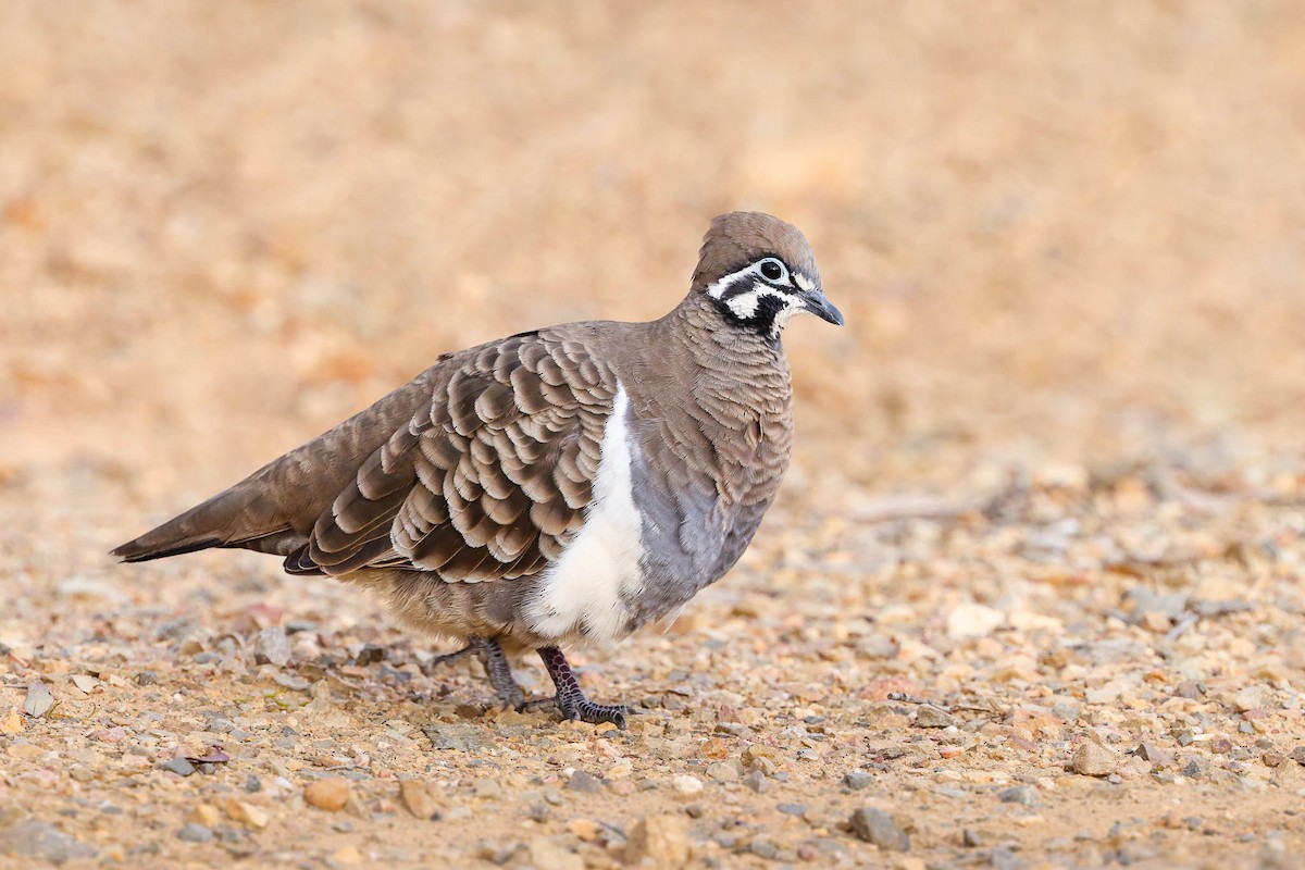 Squatter Pigeon - ML346574681