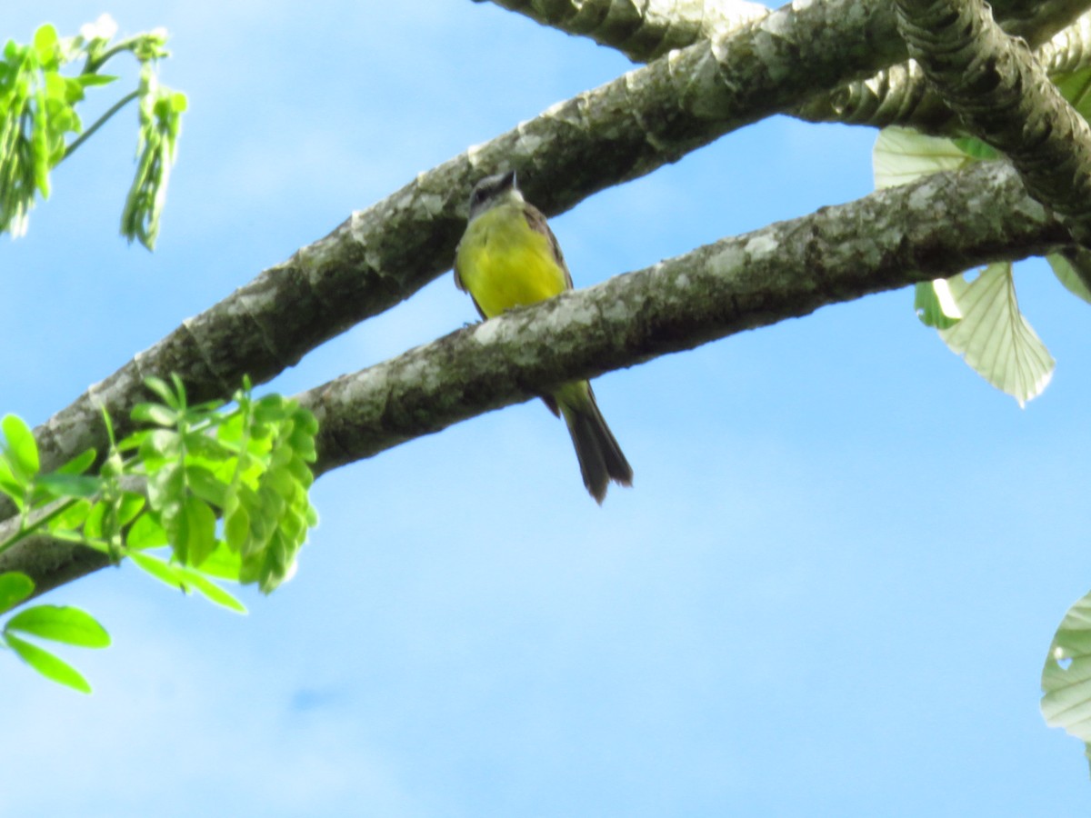 Tropical Kingbird - Alexander  Torres