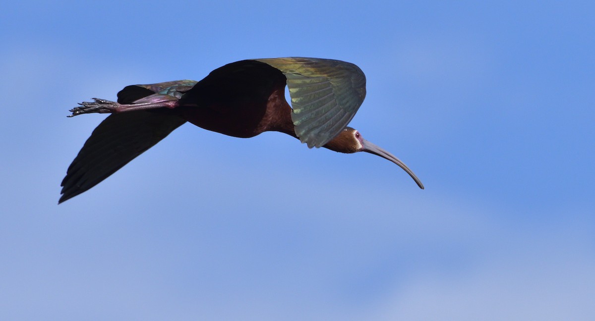 White-faced Ibis - Lisa Ruby