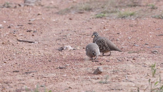 Squatter Pigeon - ML346576451