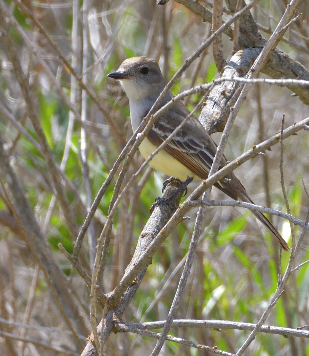 Ash-throated Flycatcher - ML346576471