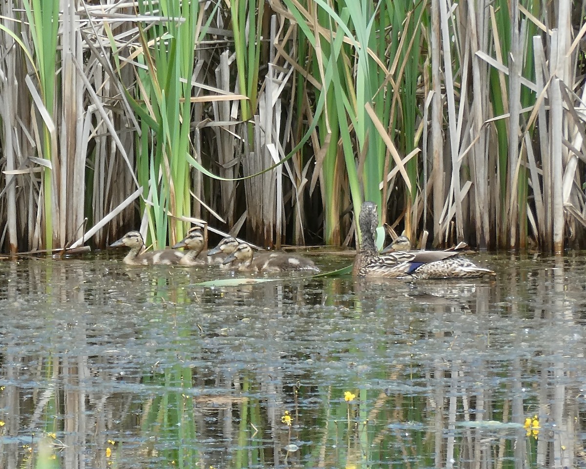 マガモ - ML346578391