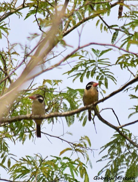 White-eared Puffbird - ML346578601