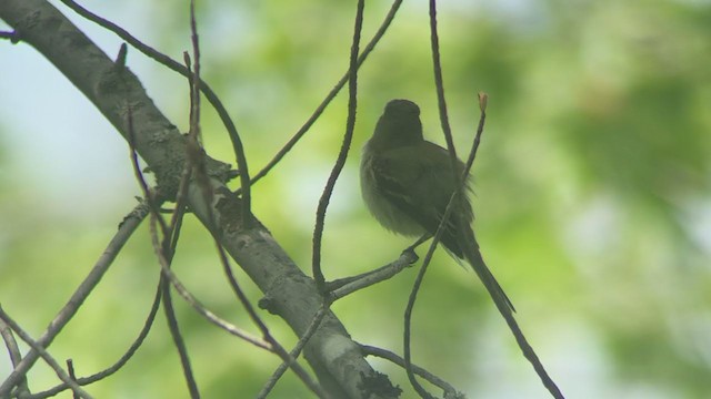 Least Flycatcher - ML346578751