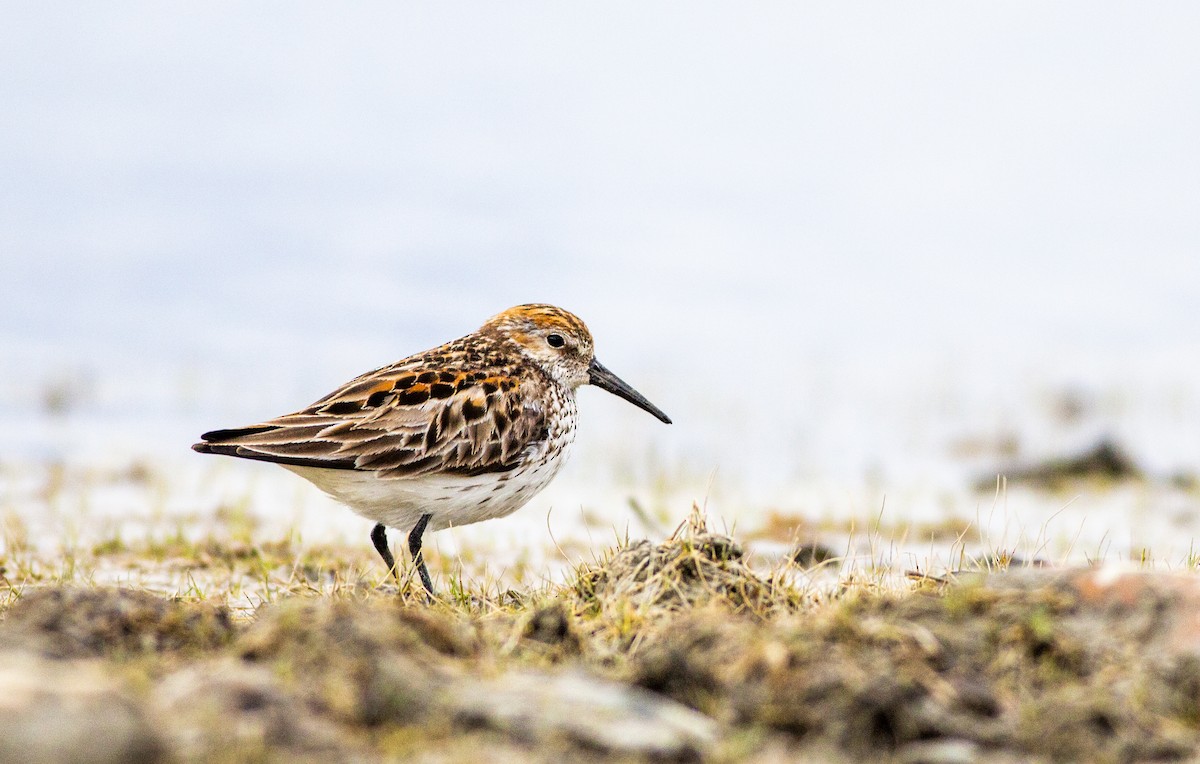 Western Sandpiper - ML346578781