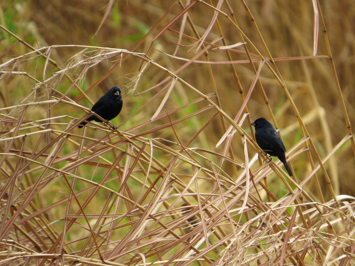 Jacarini noir - ML34657881