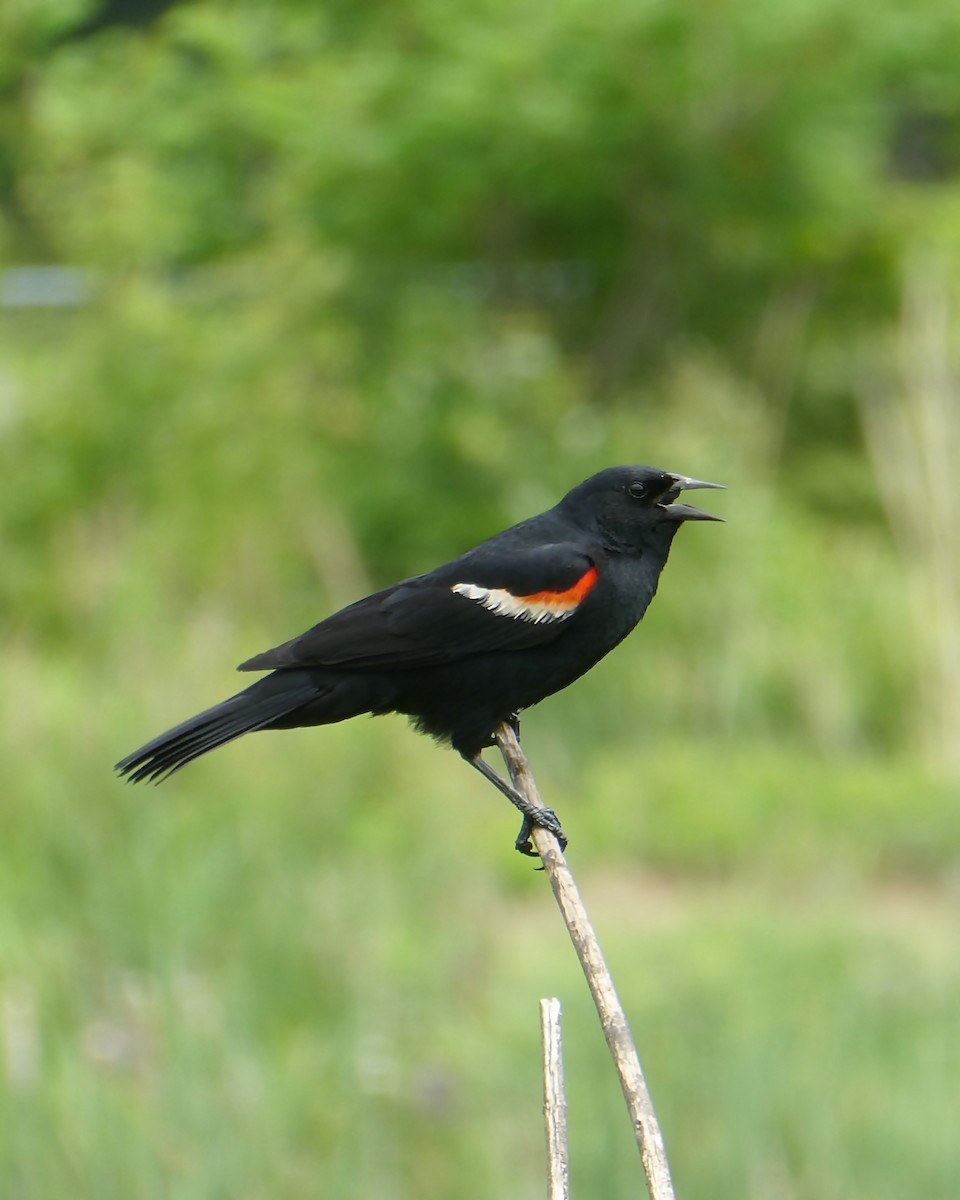 Red-winged Blackbird - ML346578821