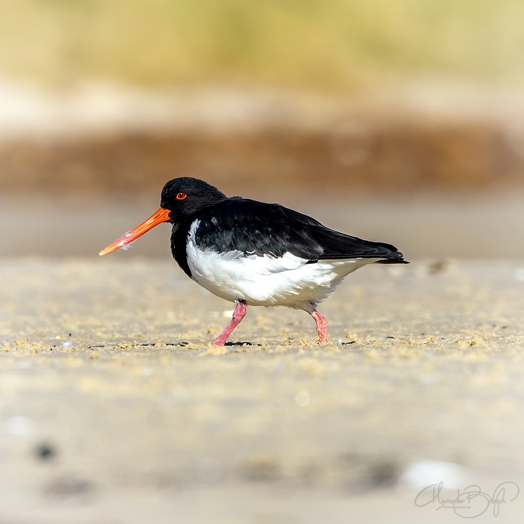 South Island Oystercatcher - ML346578861