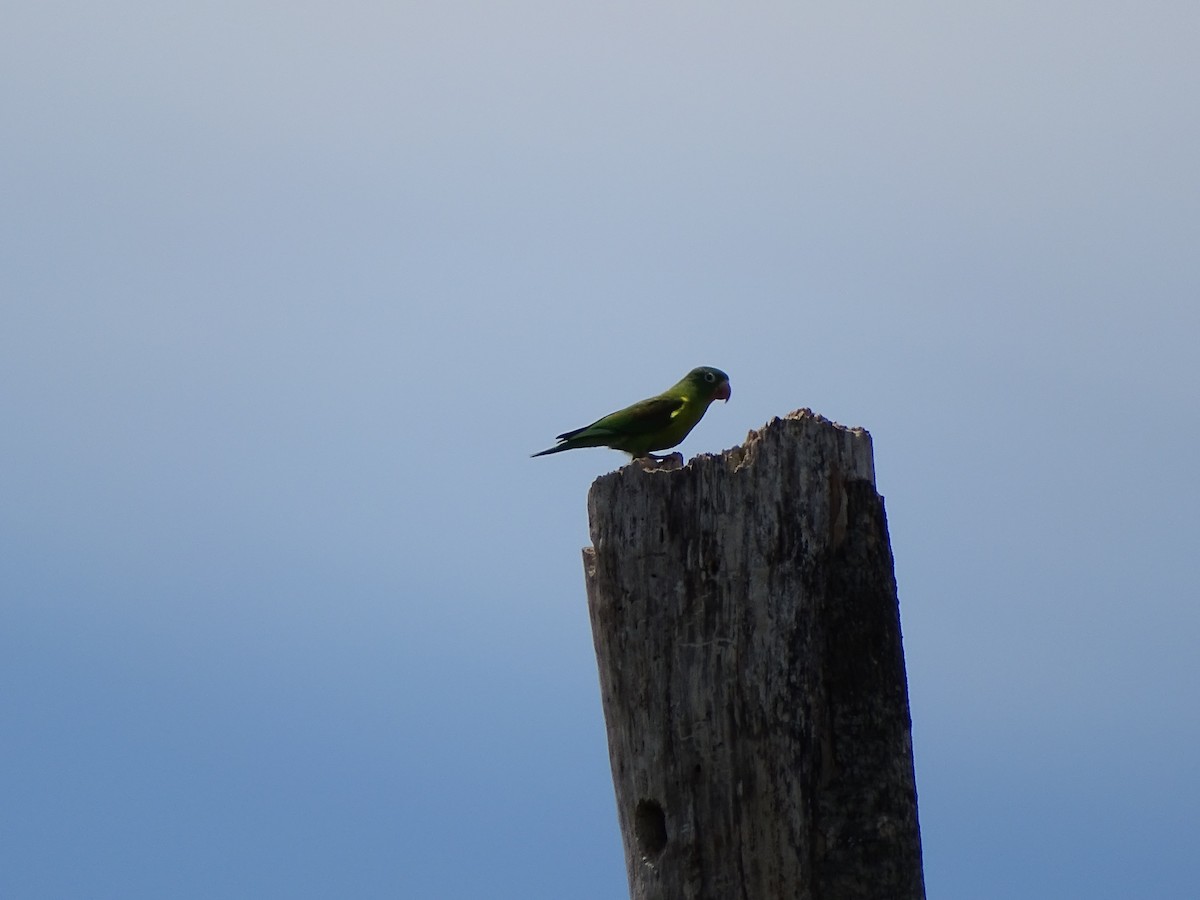 Orange-chinned Parakeet - ML346580371