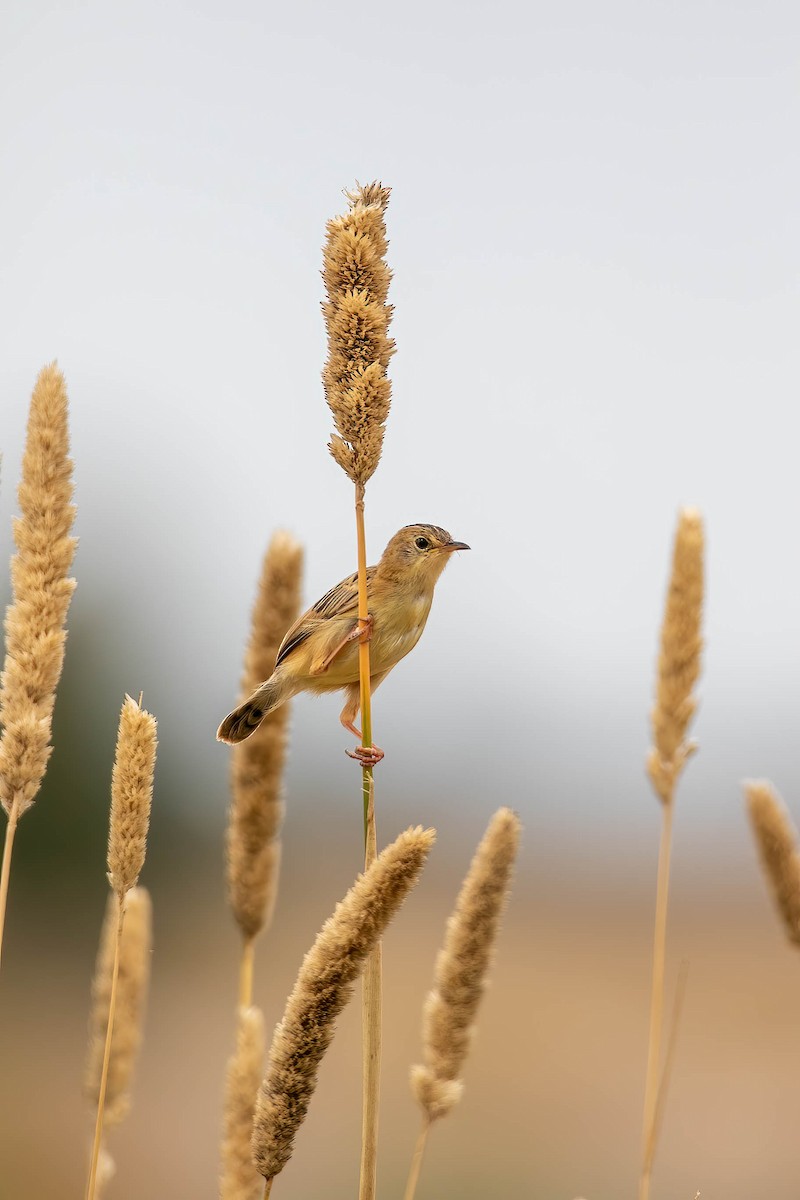 Golden-headed Cisticola - ML346581121