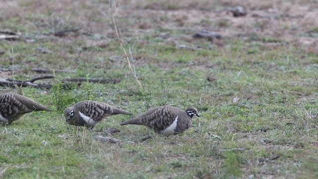 Squatter Pigeon - ML346581861