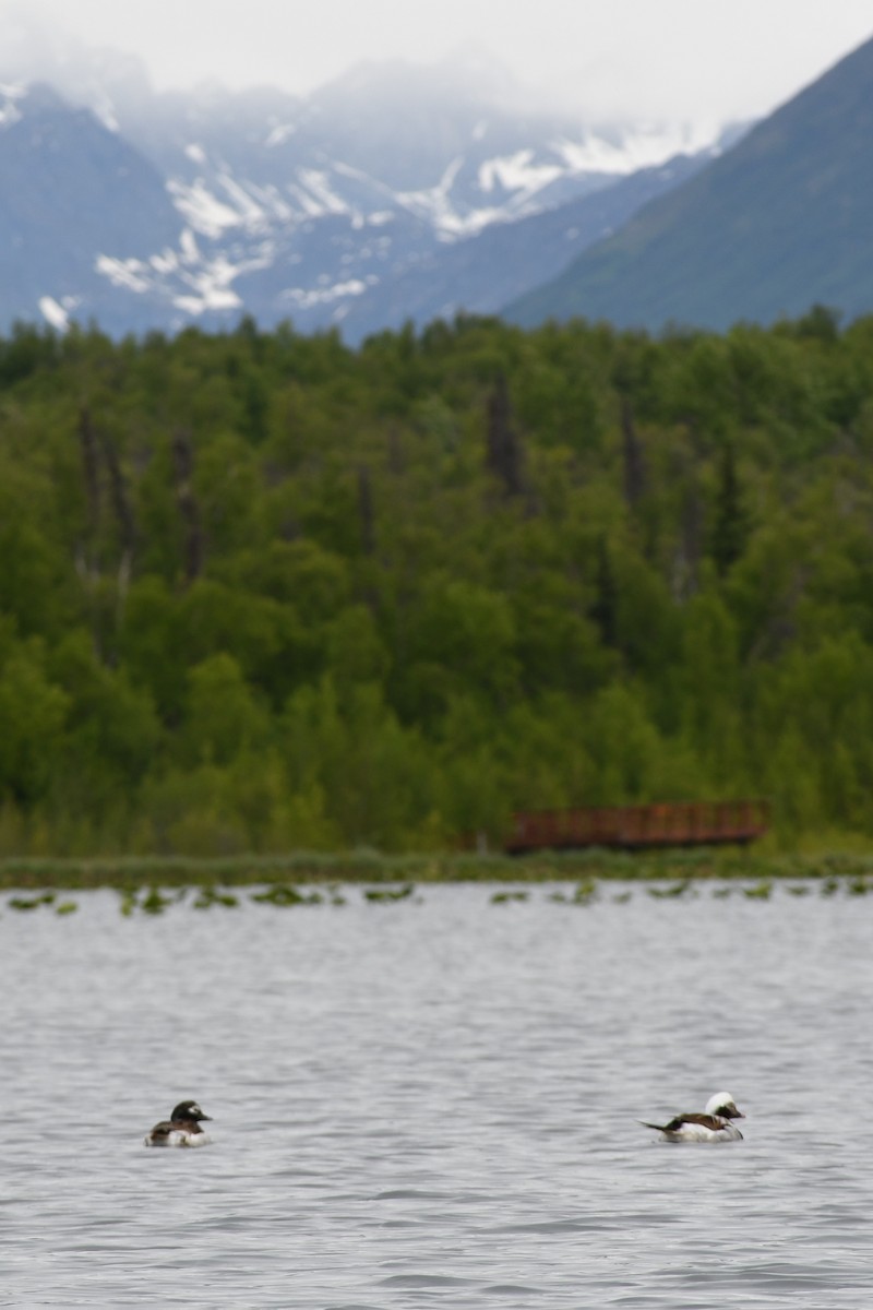 Long-tailed Duck - ML346583541