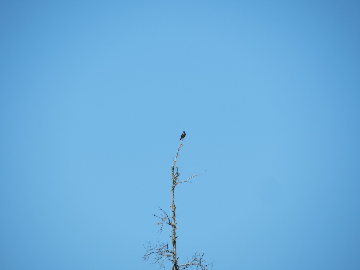 Olive-sided Flycatcher - ML346583591